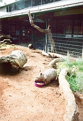 2000 - Australie 096G